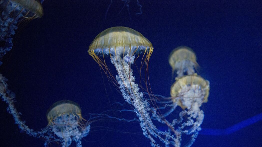 水母 触手 海底世界 蓝色背景 4k壁纸 3840x2160