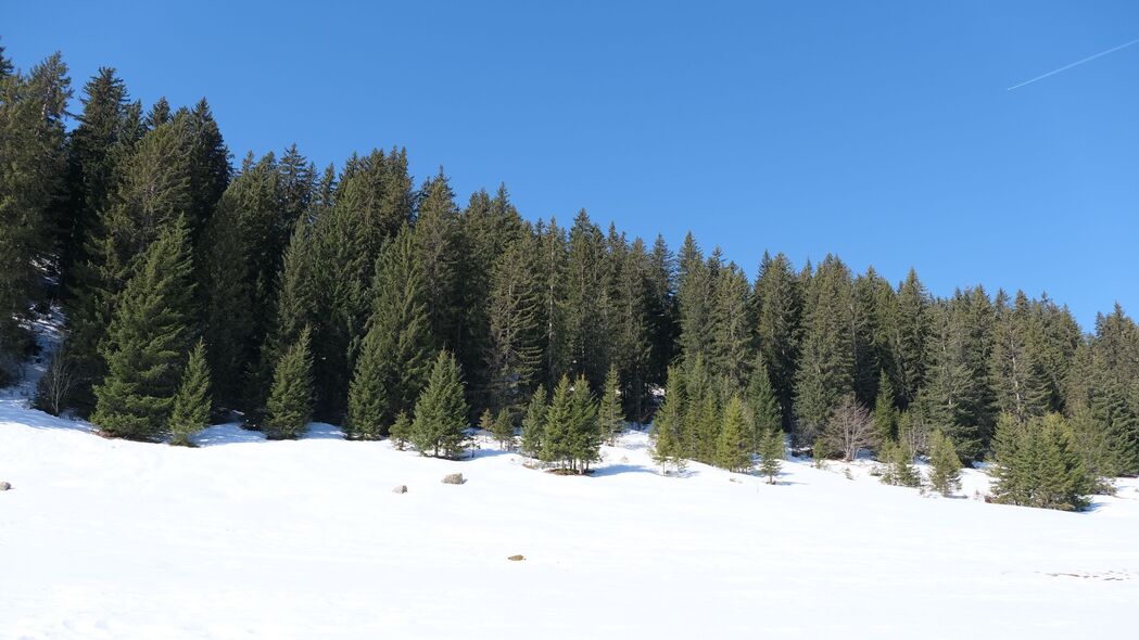 树木 森林 雪 景观 冬季 4k壁纸 3840x2160