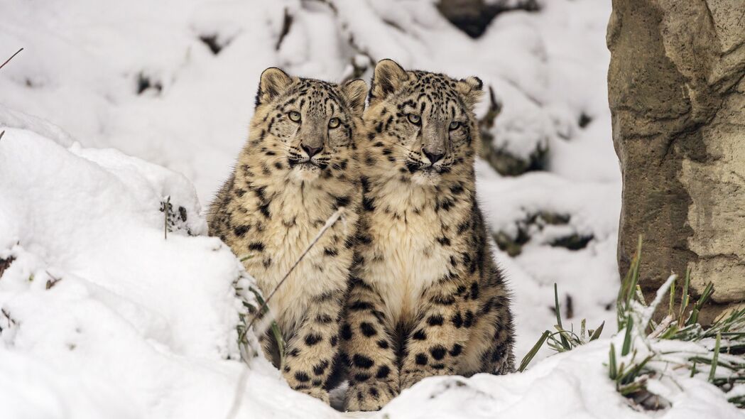 雪豹 幼崽 小猫 雪 动物 4k壁纸 3840x2160
