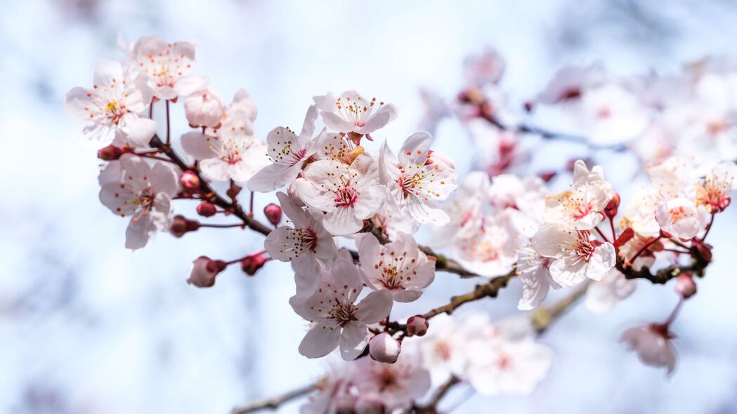 樱花 花朵 树枝 模糊 春天 4k壁纸 3840x2160