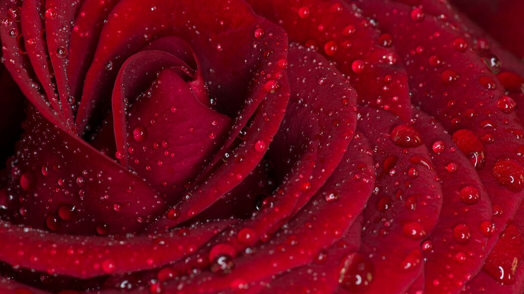 玫瑰 花瓣 红色 水滴 雨 宏观 4k壁纸 3840x2160