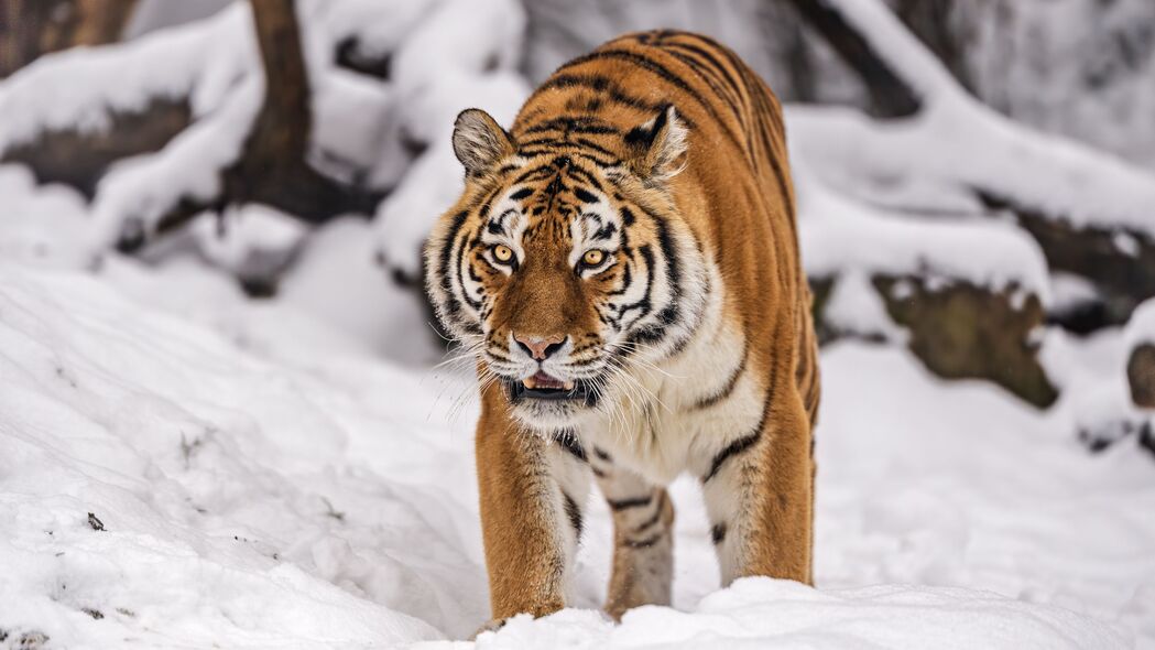 西伯利亚虎 虎 大猫 捕食者 雪地 4k壁纸 3840x2160