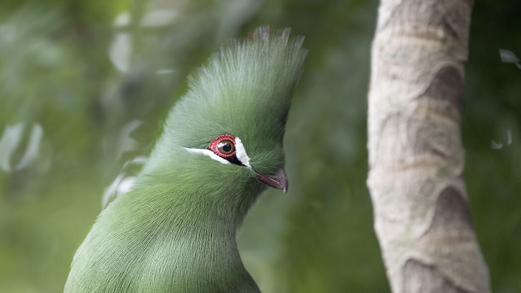 几内亚turaco 鸟 绿色 树枝 热带 4k壁纸 3840x2160