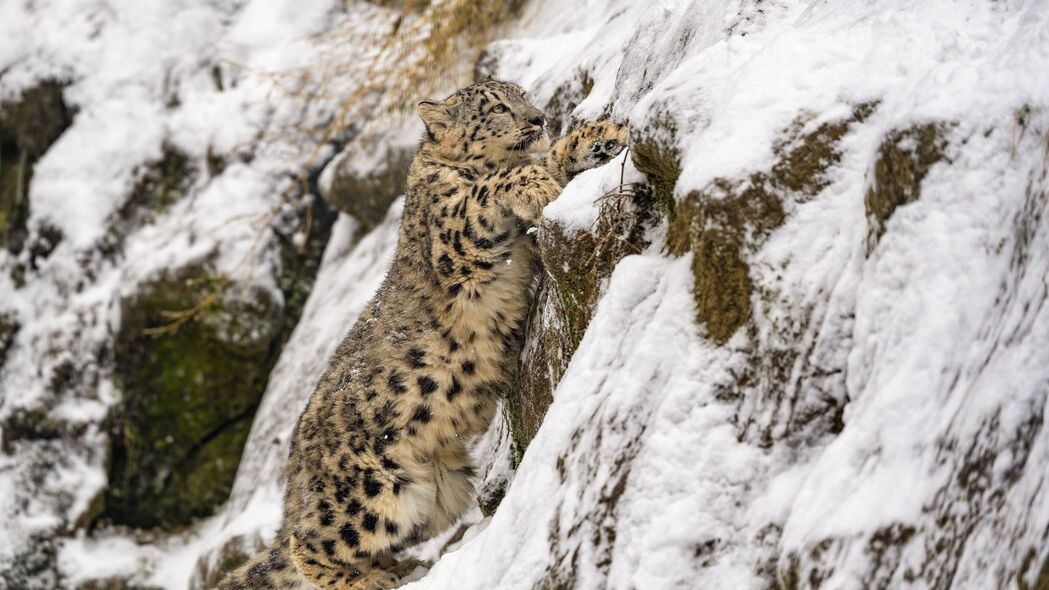 雪豹大猫捕食者，斜坡雪景高清壁纸，4K超清3840x2160动物图片下载