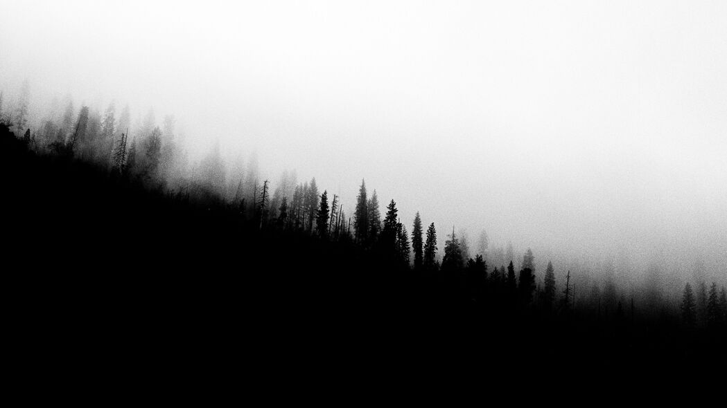 森林 斜坡 剪影 树木 黑白 4k壁纸 3840x2160