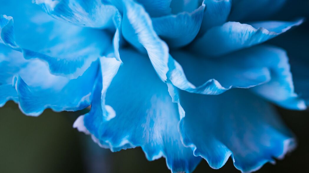 花瓣 微距 花朵 蓝色 4k壁纸 3840x2160