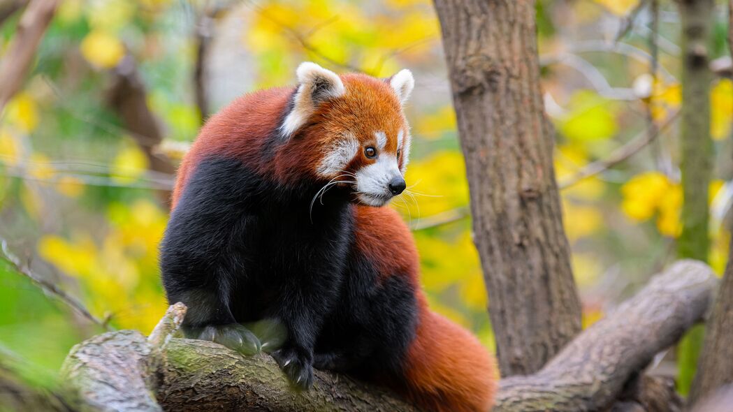 红熊猫 动物 树 野生动物 4k壁纸 3840x2160