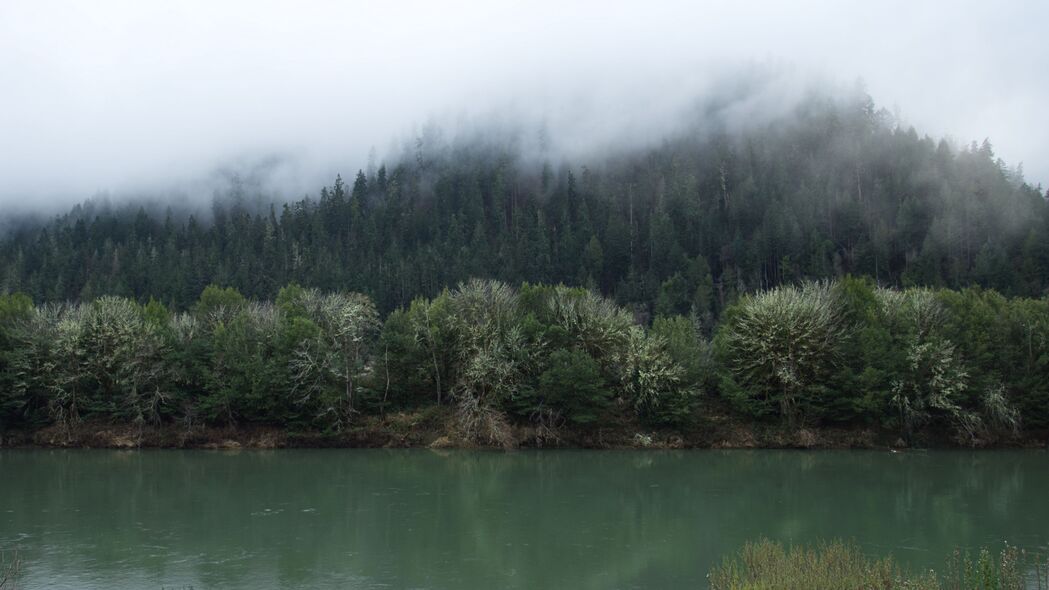 森林 树木 雾 海岸 河流 自然 4k壁纸 3840x2160