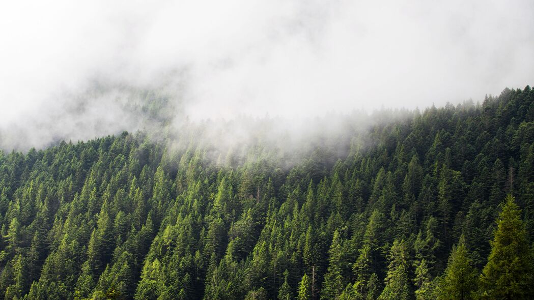 森林 树木 雾 云 自然 4k壁纸 3840x2160