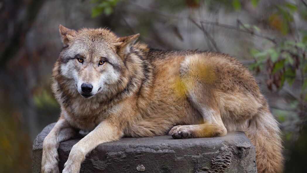 喜马拉雅狼 狼 捕食者 动物 4k壁纸 3840x2160