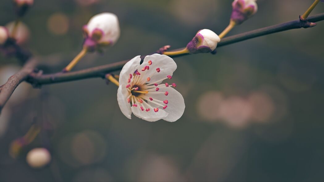 春之韵，绝美花瓣与花粉，超清4K宏观壁纸，3840x2160高清下载