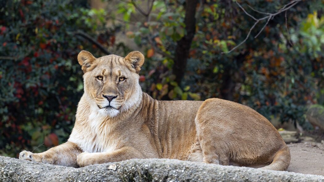 母狮 一瞥 捕食者 大猫 野生动物 4k壁纸 3840x2160