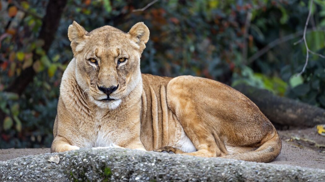 母狮 大猫 动物 野生动物 捕食者 4k壁纸 3840x2160