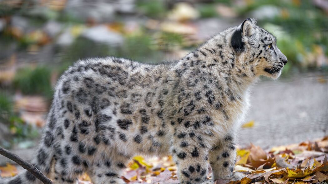 雪豹 小猫 幼崽 野生动物 动物 树叶 秋季 4k壁纸 3840x2160