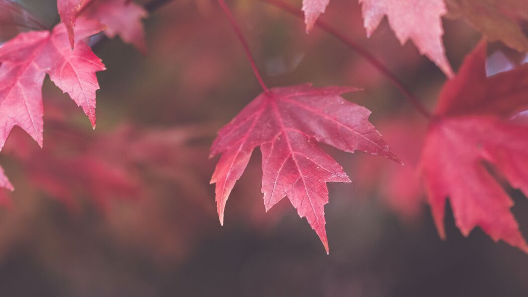 枫木 树叶 模糊 秋天 宏 红色 4k壁纸 3840x2160