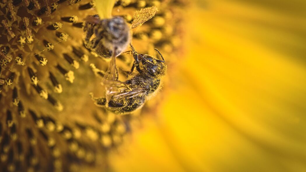 蜜蜂 花粉 向日葵 花 宏 黄色 4k壁纸 3840x2160
