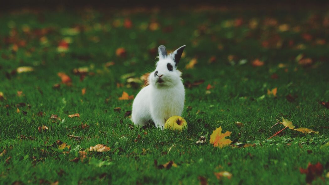 兔子 苹果 草 草坪 4k壁纸 3840x2160