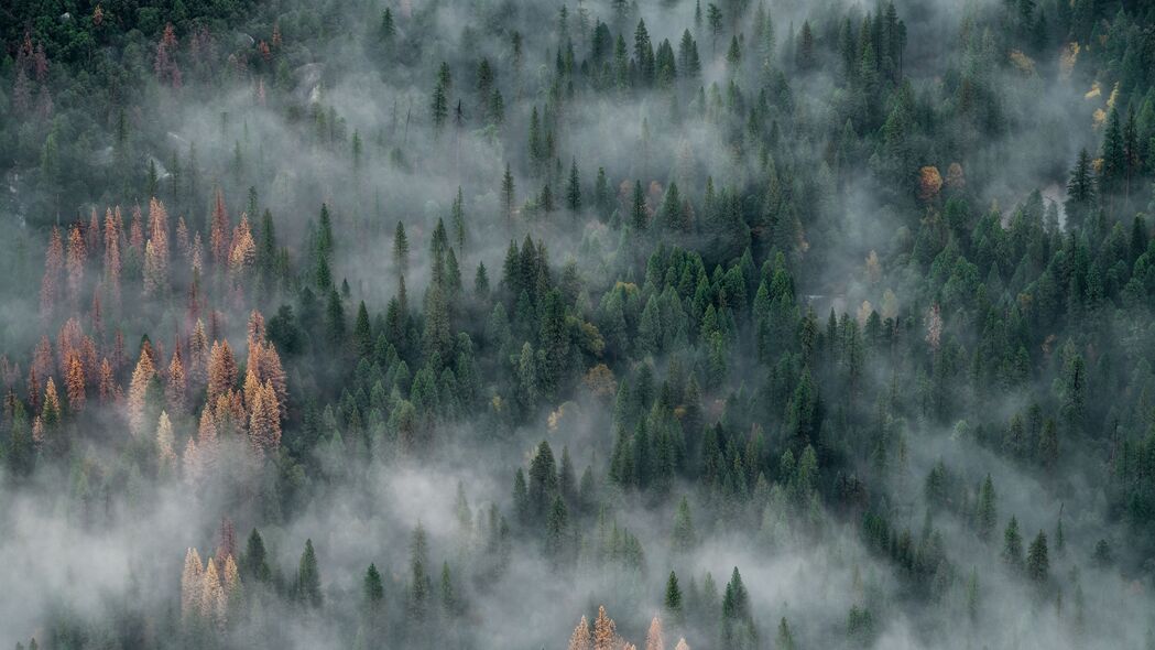 森林 树木 雾 鸟瞰图 自然 4k壁纸 3840x2160