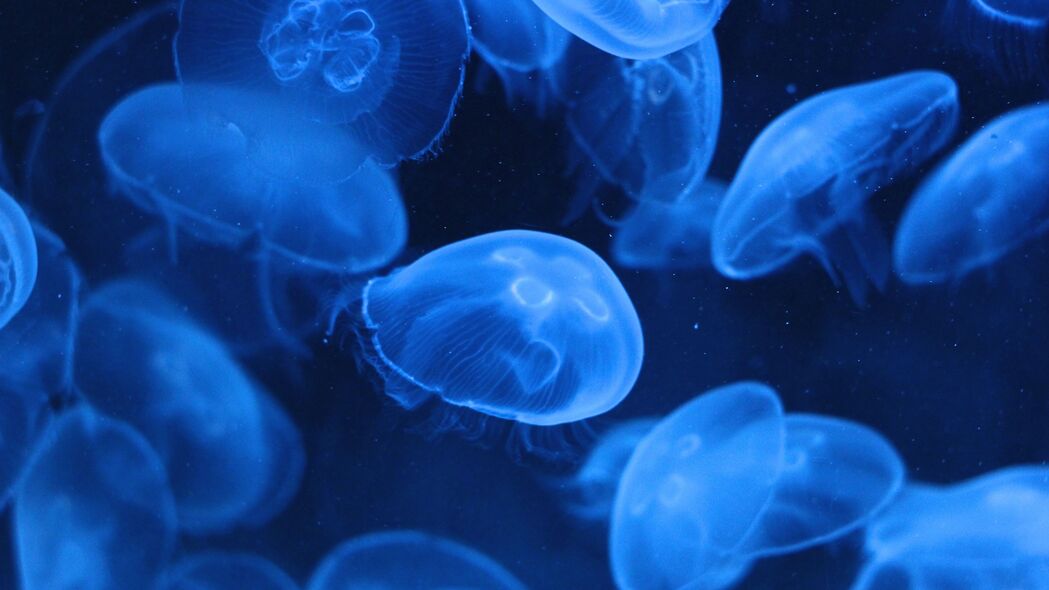 水母 透明 水下 蓝色 4k壁纸 3840x2160