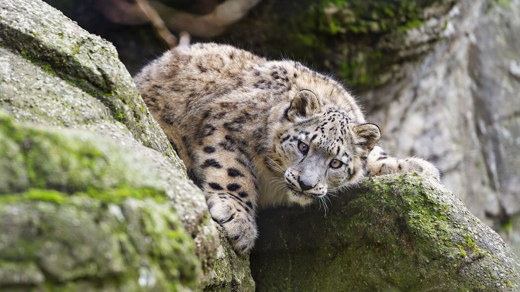 雪豹 小猫 幼崽 野生动物 动物 石头 姿势 4k壁纸 3840x2160