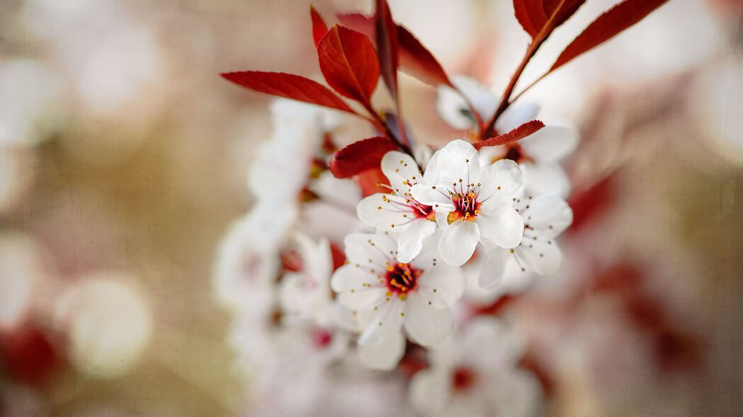 樱桃 花朵 春天 开花 宏观 粉红色 4k壁纸 3840x2160