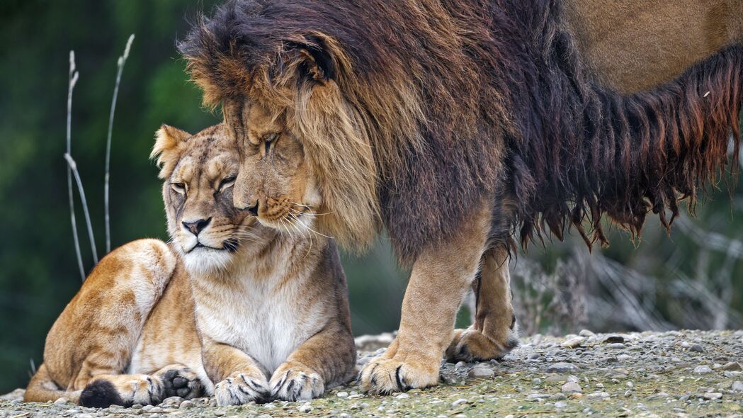 狮子 母狮 捕食者 动物 温柔 4k壁纸 3840x2160