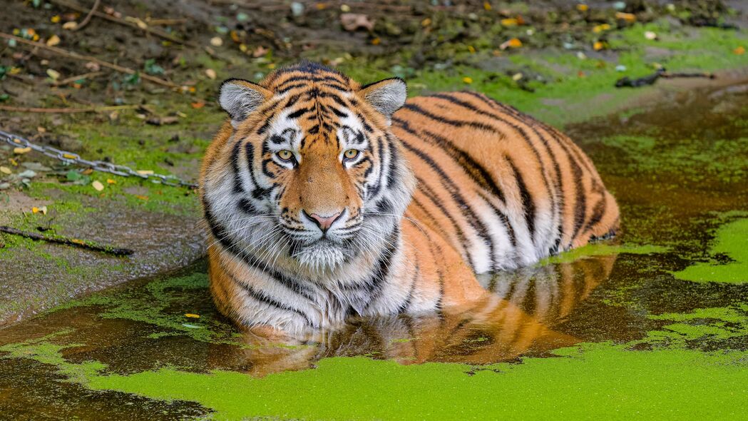 西伯利亚虎 大猫 动物 池塘 水 4k壁纸 3840x2160