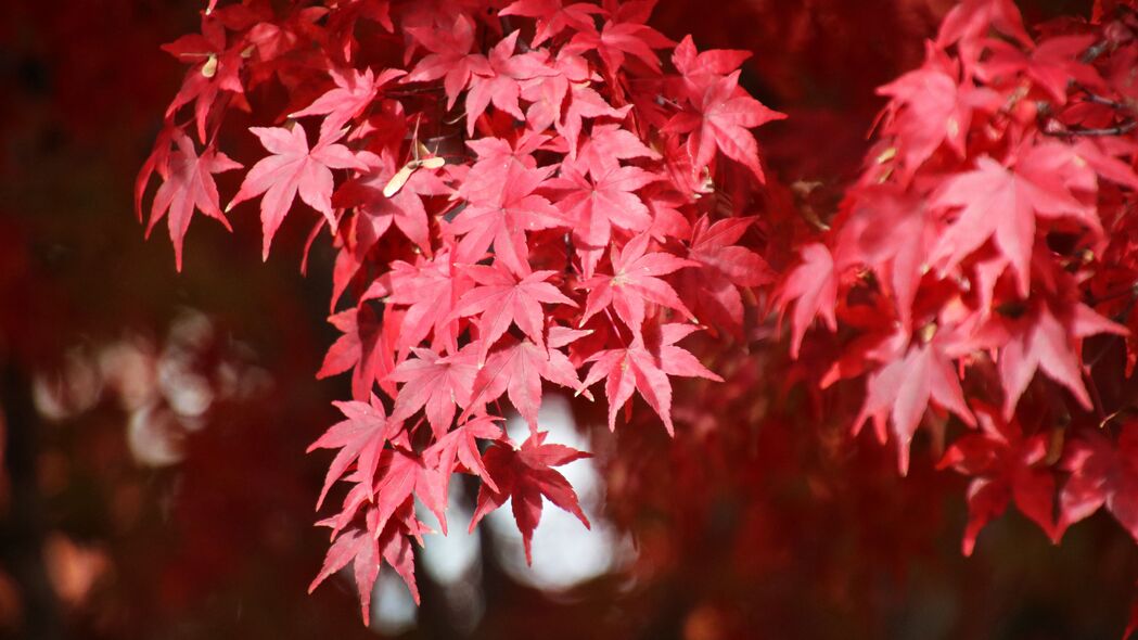 日本枫 树枝 树叶 红色 植物 4k壁纸 3840x2160