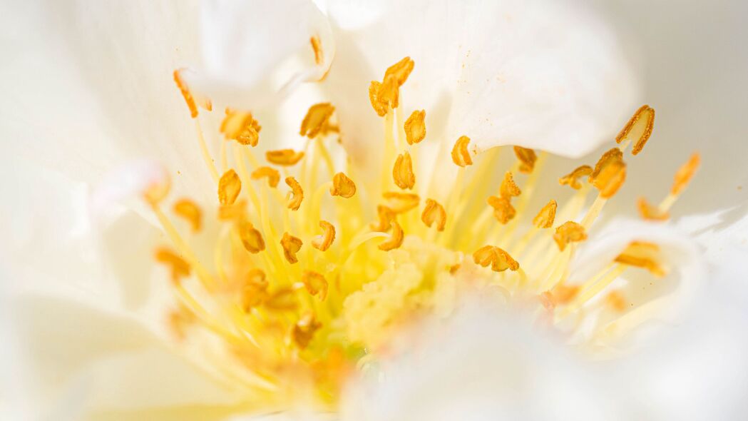 花朵 花粉 微距 黄色 白色 4k壁纸 3840x2160