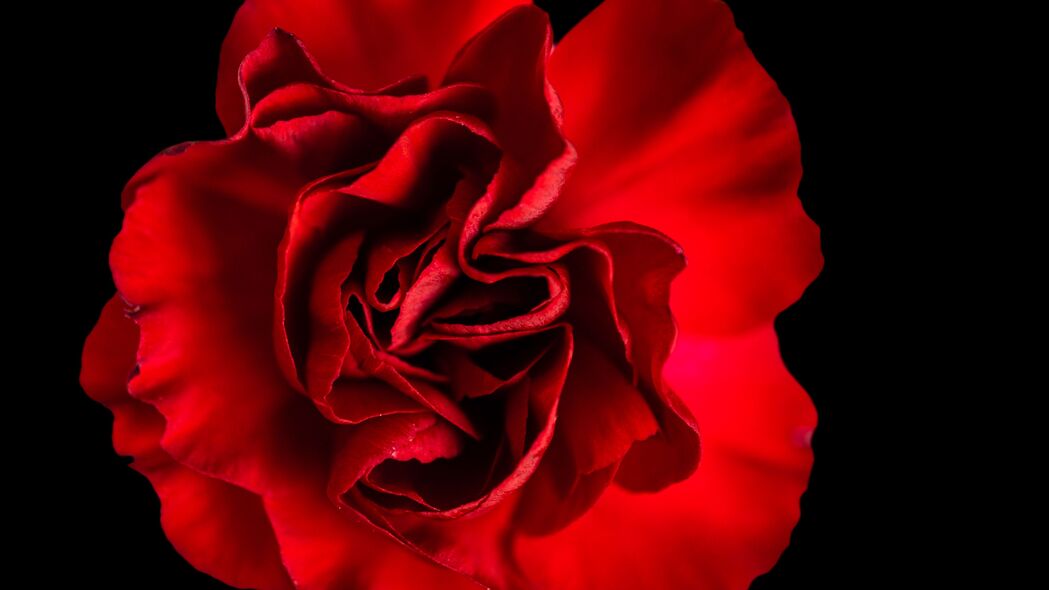 花瓣 玫瑰 红色 宏观 4k壁纸 3840x2160