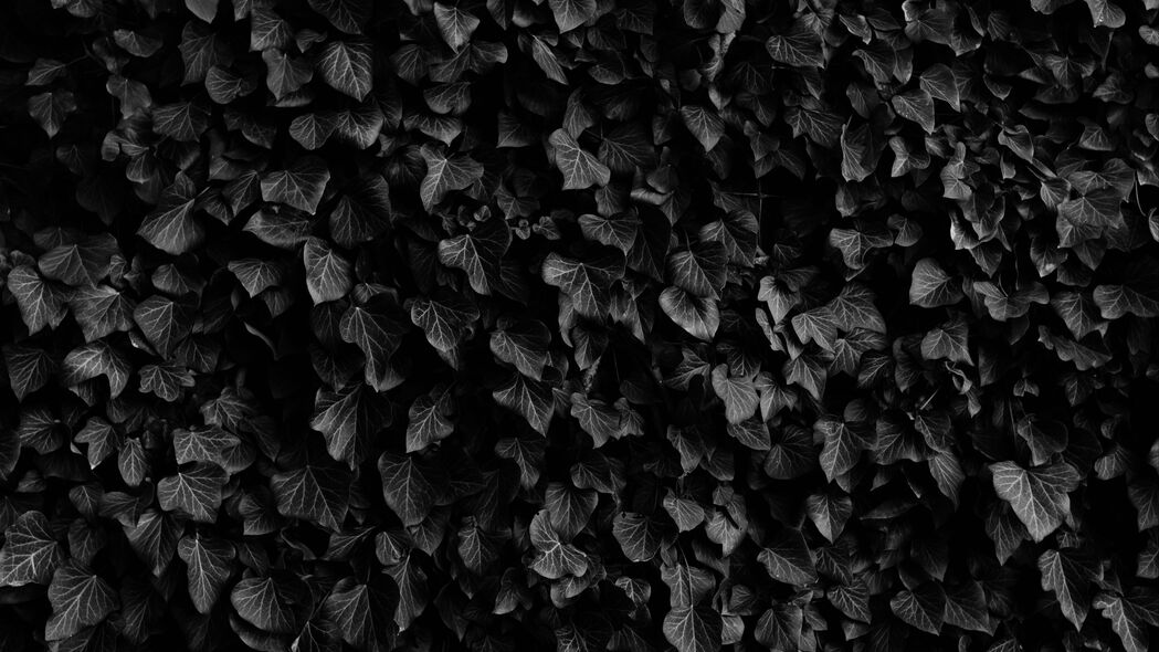 叶子 叶脉 植物 深色 4k壁纸 3840x2160