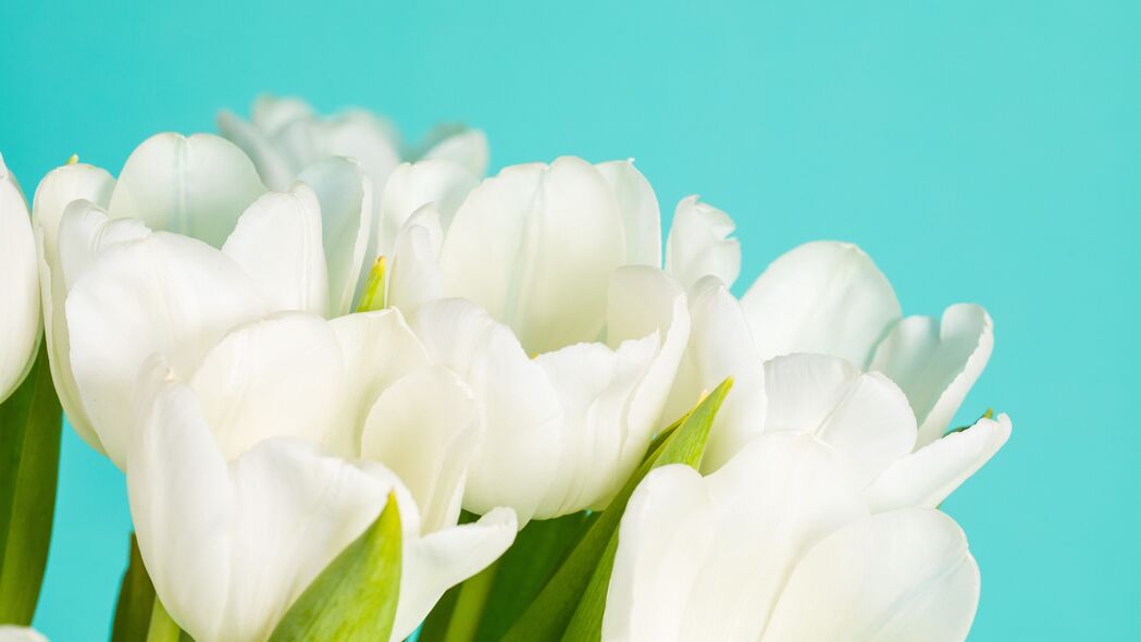 郁金香 花朵 花瓣 白色 4k壁纸 3840x2160