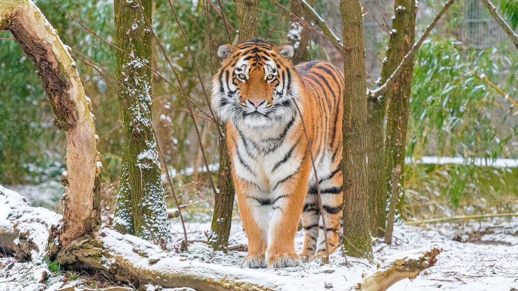 西伯利亚虎 虎 捕食者 大猫 雪 树 4k壁纸 3840x2160
