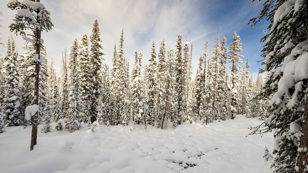 树 雪 森林 冬天 自然 4k壁纸 3840x2160