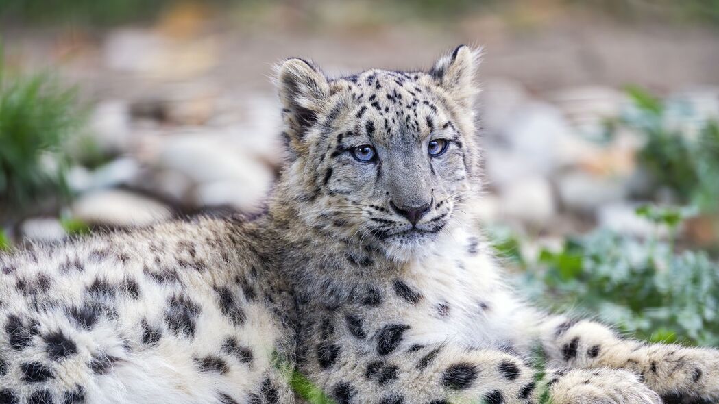 雪豹 小猫 幼崽 野生动物 动物 姿势 4k壁纸 3840x2160