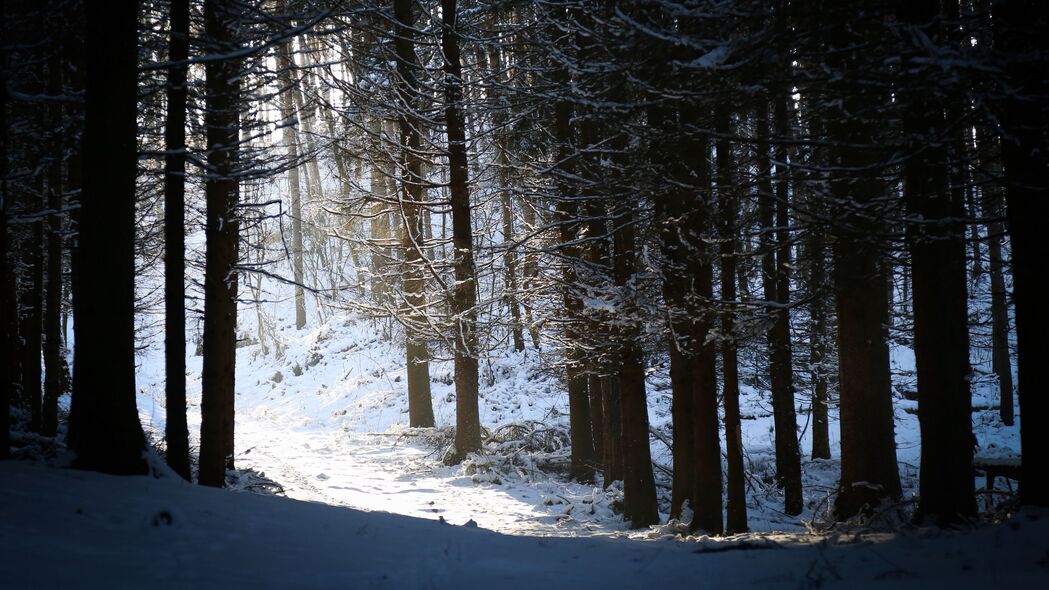 森林 雪 阴影 黄昏 冬季 4k壁纸 3840x2160