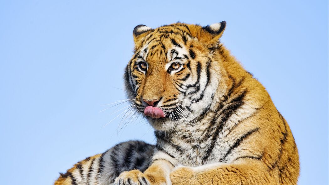 老虎 突出的舌头 大猫 捕食者 石头 4k壁纸 3840x2160