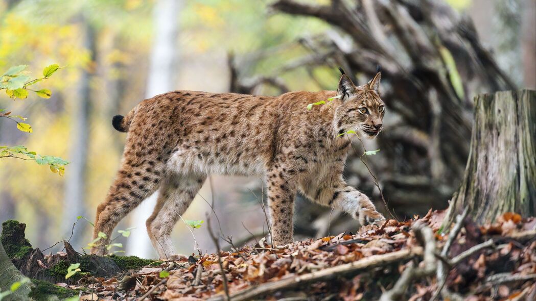 山猫捕食者大猫高清4K壁纸，树枝树叶背景，3840x2160分辨率免费下载