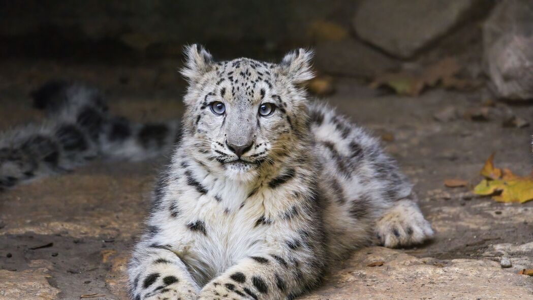 雪豹 小猫 幼崽 姿势 动物 4k壁纸 3840x2160