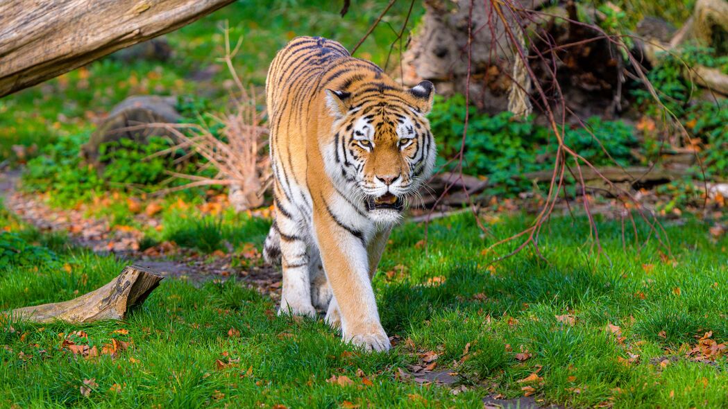 西伯利亚虎 老虎 捕食者 大猫 草 运动 4k壁纸 3840x2160