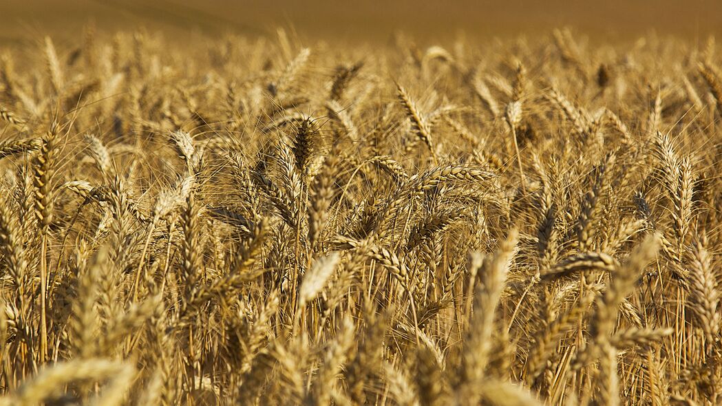 小麦 耳朵 田野 自然 宏观 4k壁纸 3840x2160