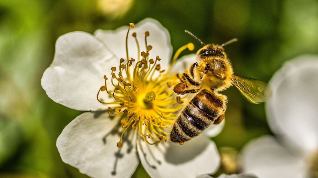 蜜蜂 花 花粉 宏 春季 4k壁纸 3840x2160