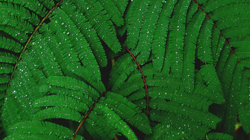树枝 绿色植物 蕨类植物 水滴 雨水 4k壁纸 3840x2160