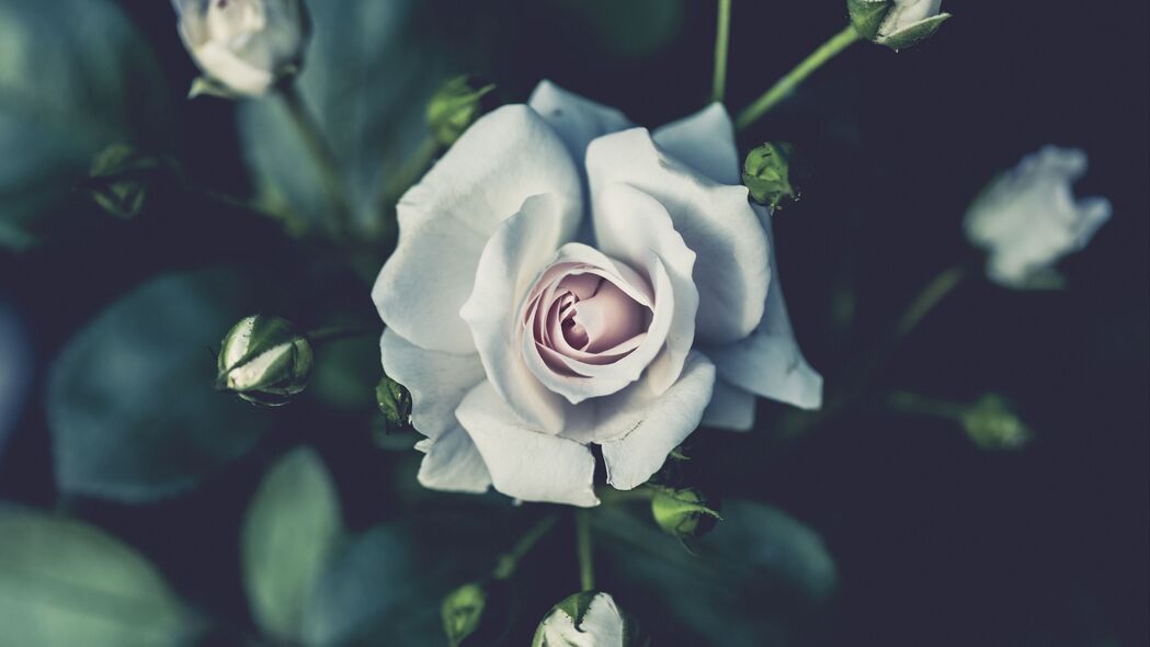 玫瑰 花蕾 花瓣 白色 4k壁纸 3840x2160