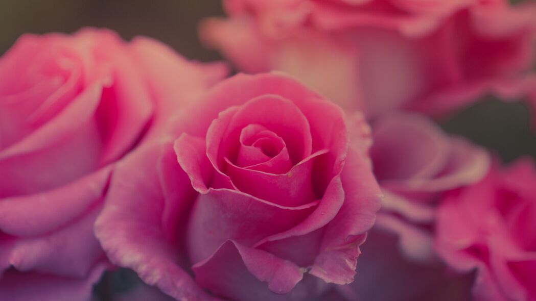 玫瑰 花 粉红色 花瓣 4k壁纸 3840x2160