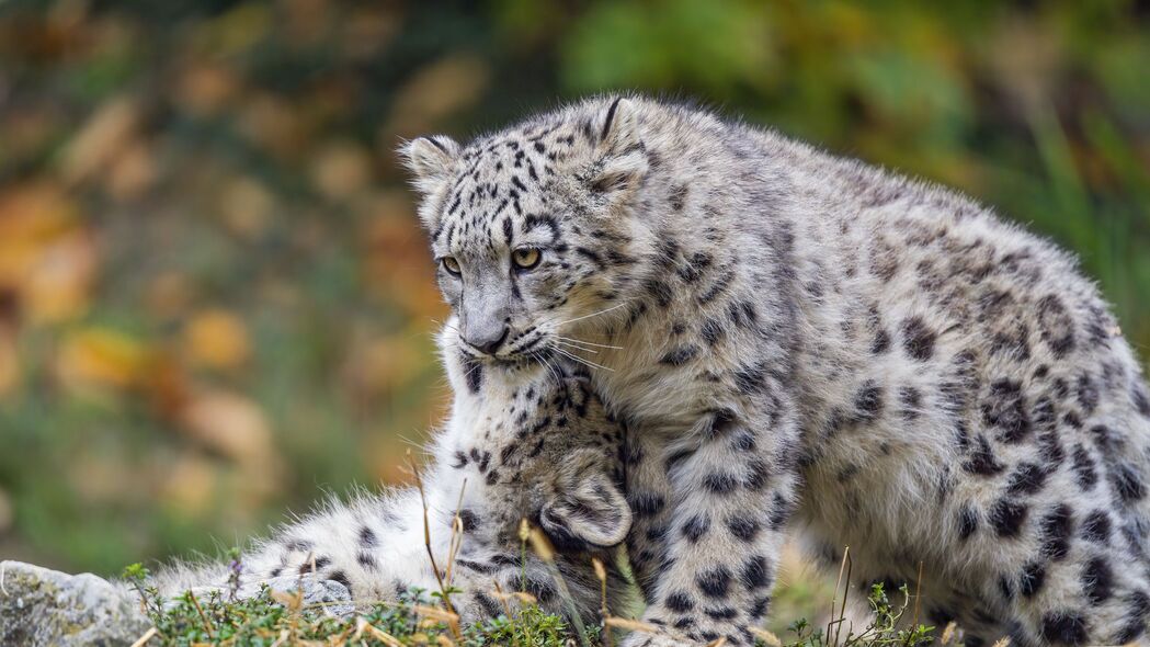 雪豹 幼崽 小猫 捕食者 动物 4k壁纸 3840x2160