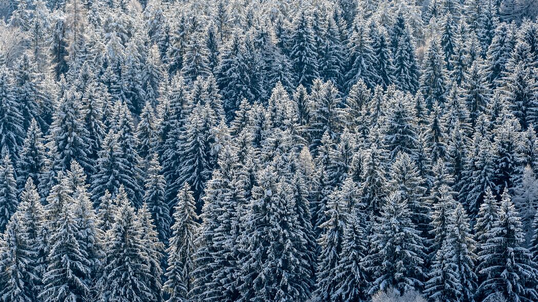 云杉 树木 森林 雪 冬季 4k壁纸 3840x2160