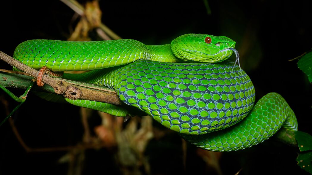 毒蛇 蛇 爬行动物 绿色 突出舌头 4k壁纸 3840x2160