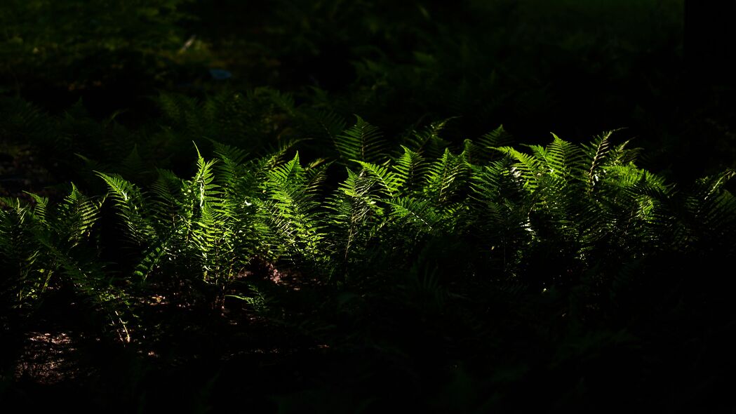 蕨类植物 阴影 4k壁纸 3840x2160