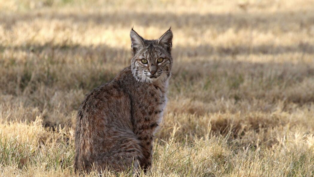 红色山猫捕食者，野生动物4K高清壁纸，3840x2160分辨率免费下载